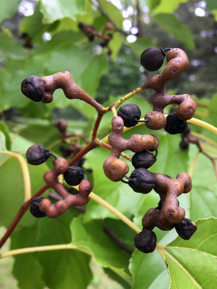 Japanese Raisin Tree  10 Seeds  Hovenia dulcis