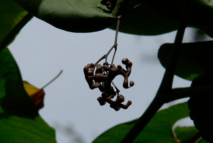 Japanese Raisin Tree  10 Seeds  Hovenia dulcis