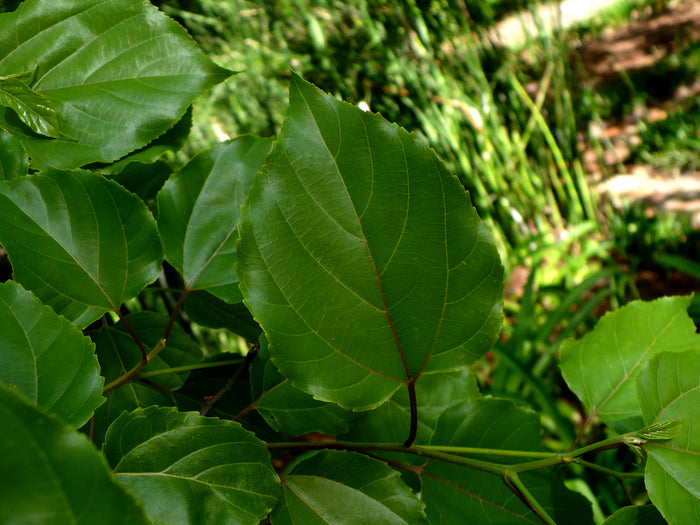 Japanese Raisin Tree  10 Seeds  Hovenia dulcis