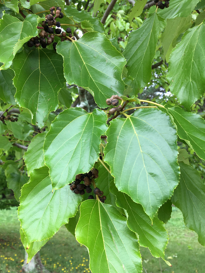Japanese Raisin Tree  10 Seeds  Hovenia dulcis