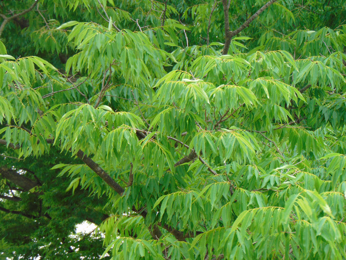 Japanese Zelkova 10 Seeds Zelkova serrata
