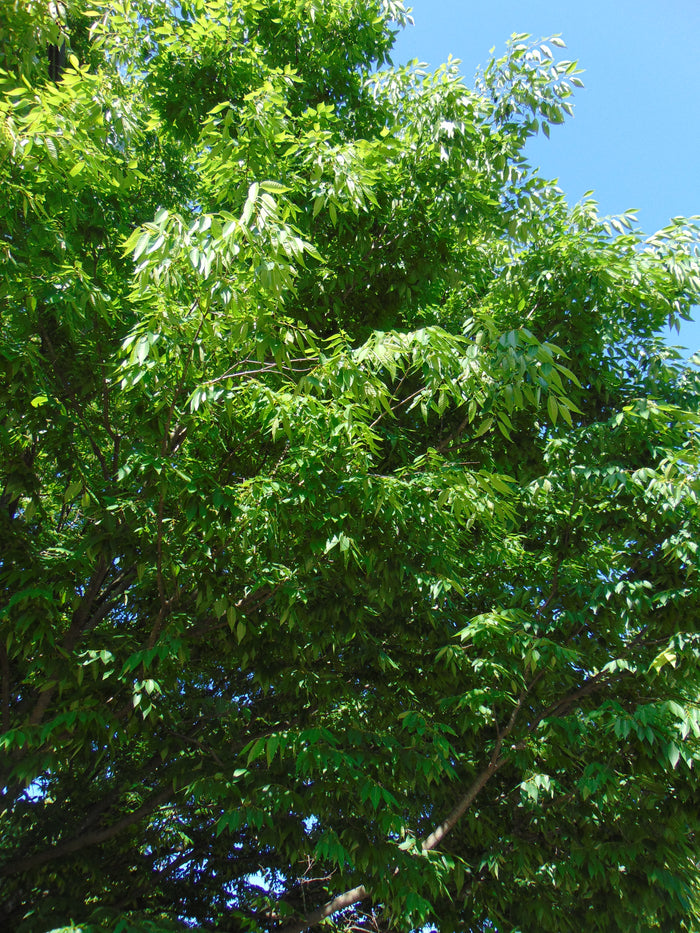 Japanese Zelkova 10 Seeds Zelkova serrata
