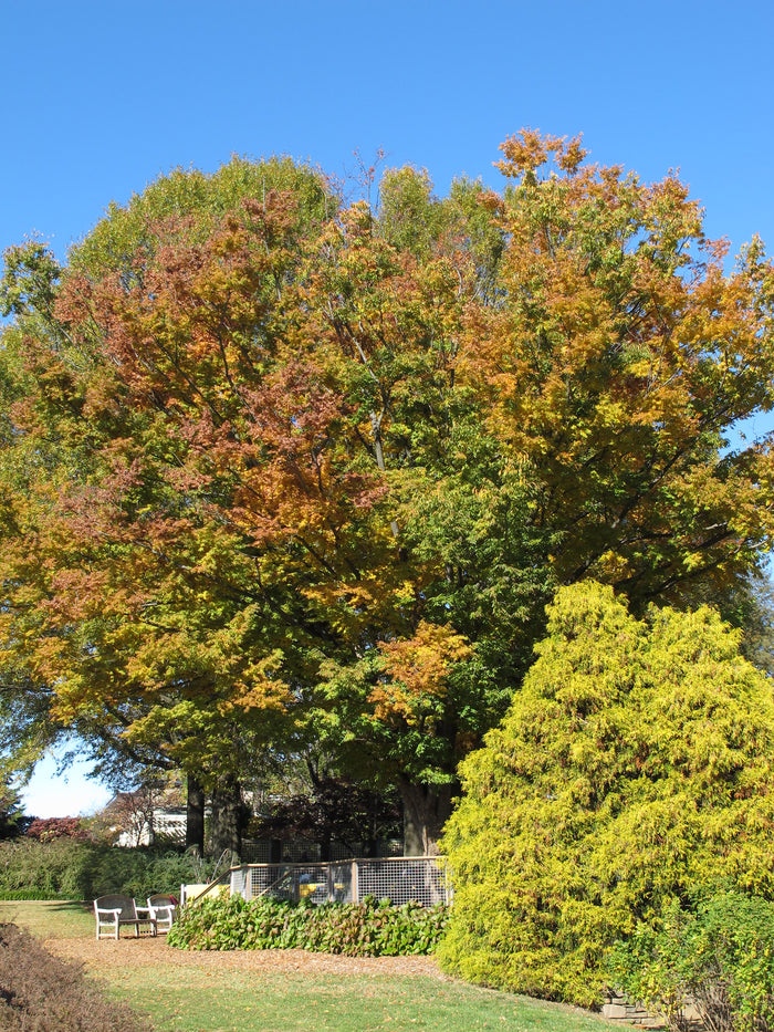 Japanese Zelkova 10 Seeds Zelkova serrata