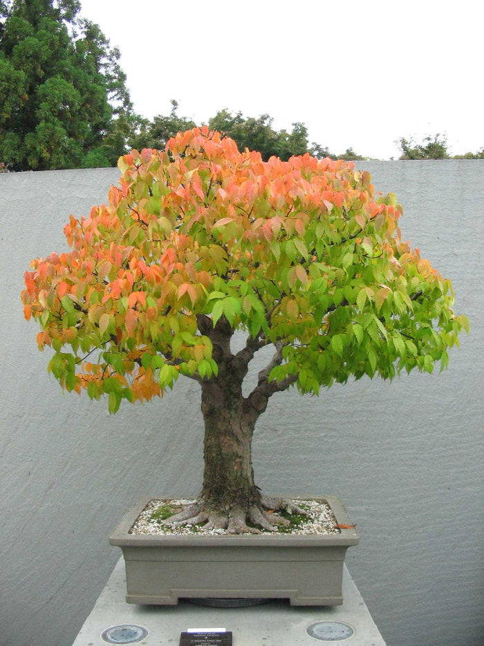 Japanese Zelkova 10 Seeds Zelkova serrata