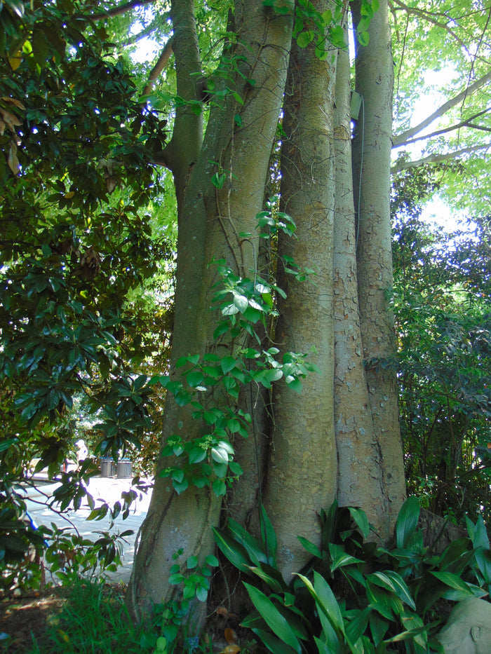 Japanese Zelkova 10 Seeds Zelkova serrata