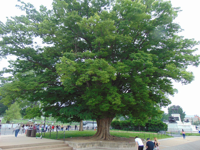 Japanese Zelkova 10 Seeds Zelkova serrata