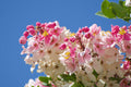 Java Cassia  10 Seeds  Cassia javanica