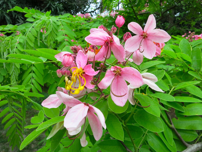 Java Cassia  10 Seeds  Cassia javanica