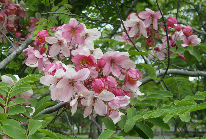 Java Cassia  10 Seeds  Cassia javanica