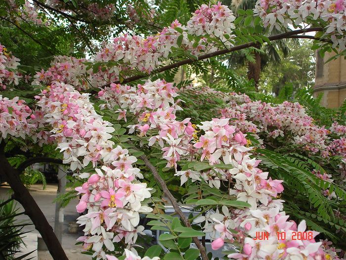 Java Cassia  10 Seeds  Cassia javanica