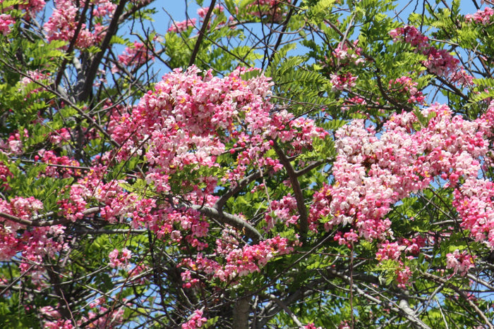 Java Cassia  10 Seeds  Cassia javanica
