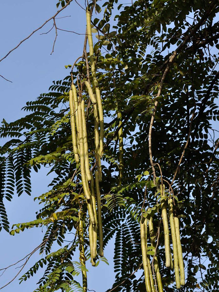 Java Cassia  10 Seeds  Cassia javanica