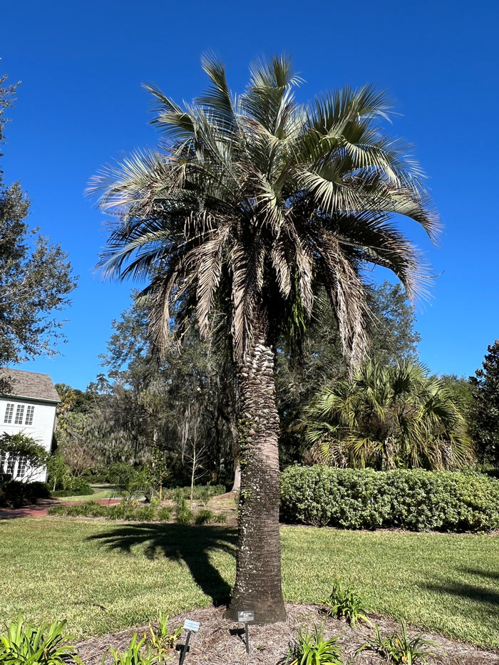 Jelly Palm Butia capitata 10 Seeds