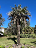 Jelly Palm Butia capitata 10 Seeds