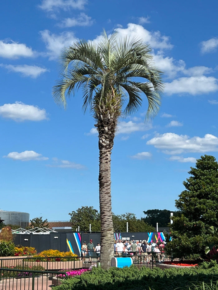 Jelly Palm Butia capitata 10 Seeds