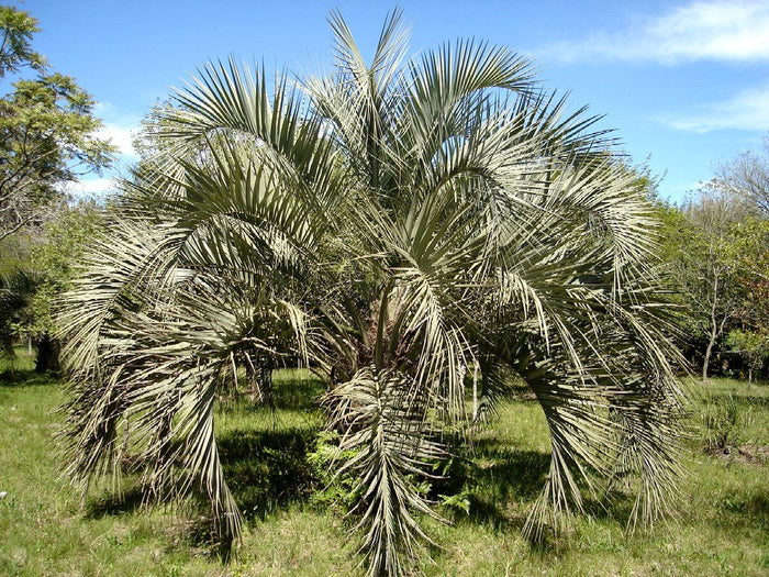 Jelly Palm Butia capitata 10 Seeds