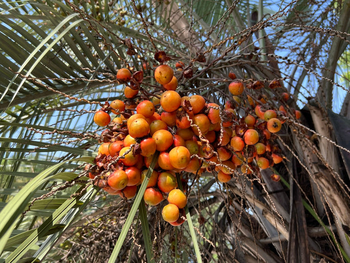 Jelly Palm Butia capitata 10 Seeds
