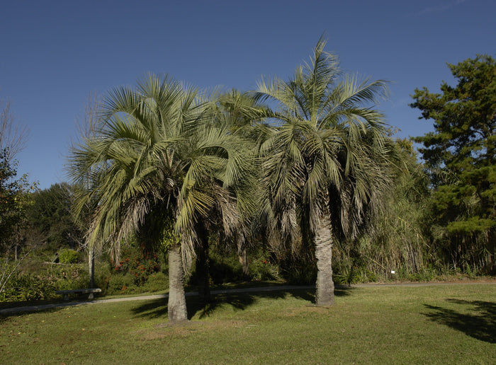 Jelly Palm Butia capitata 10 Seeds