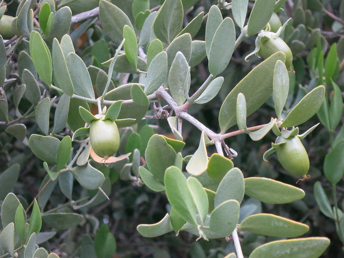Jojoba Simmondsia chinensis 10 Seeds