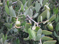 Jojoba Simmondsia chinensis 10 Seeds