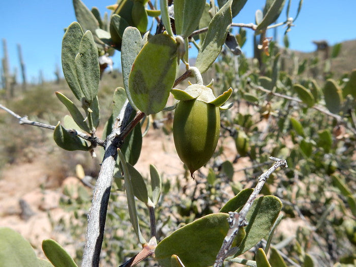 Jojoba Simmondsia chinensis 10 Seeds