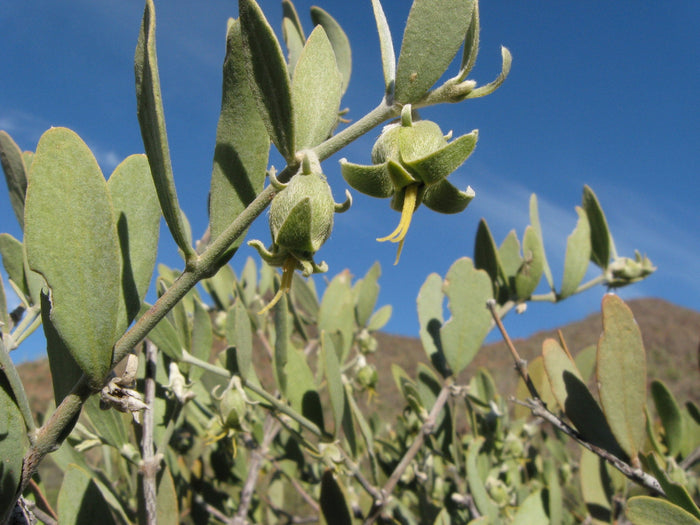 Jojoba Simmondsia chinensis 10 Seeds
