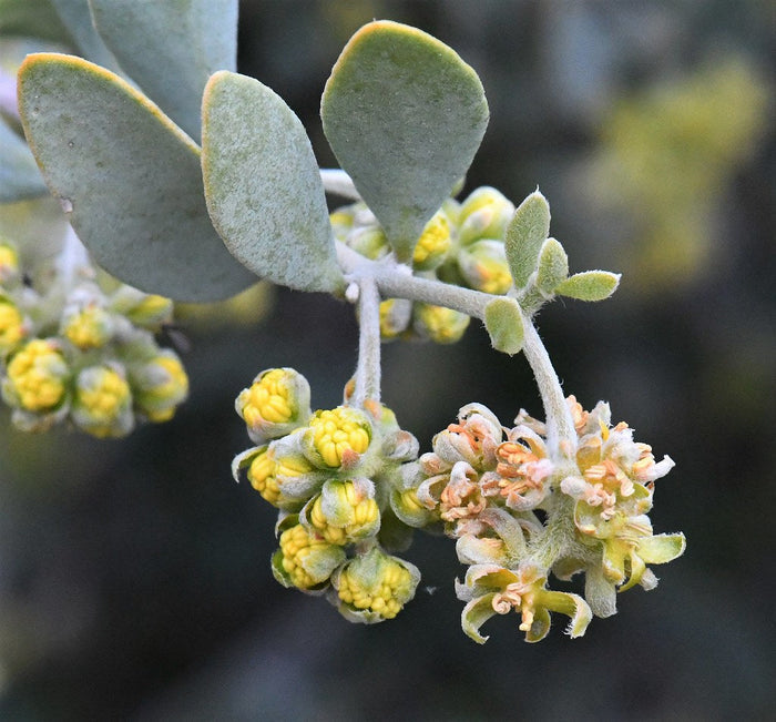 Jojoba Simmondsia chinensis 10 Seeds