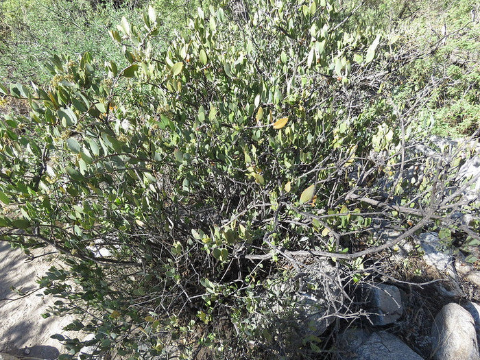 Jojoba Simmondsia chinensis 10 Seeds