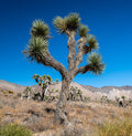 Joshua Tree Yucca brevifolia 20 Seeds
