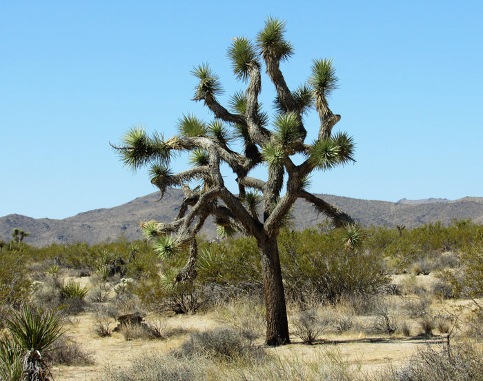 Joshua Tree Yucca brevifolia 20 Seeds