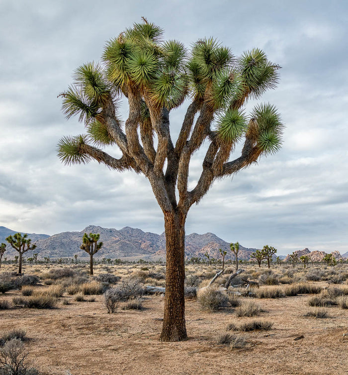 Joshua Tree Yucca brevifolia 20 Seeds