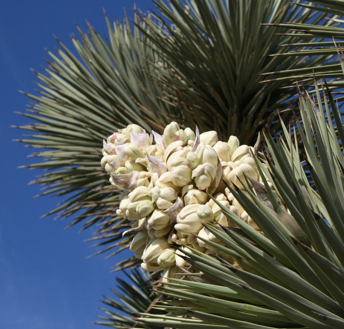 Joshua Tree Yucca brevifolia 20 Seeds