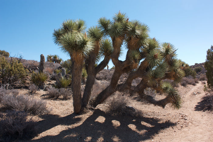 Joshua Tree Yucca brevifolia 20 Seeds