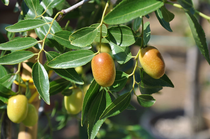 Jujube Chinese Date Ziziphus Jujuba 20 Seeds