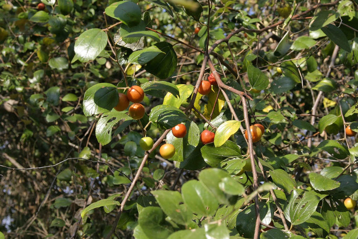 Jujube Chinese Date Ziziphus Jujuba 20 Seeds