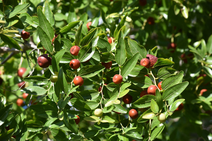 Jujube Chinese Date Ziziphus Jujuba 20 Seeds