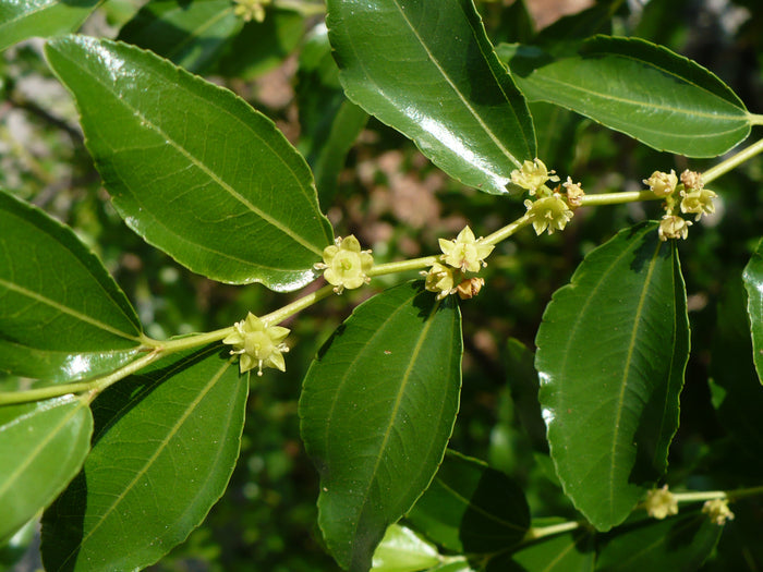 Jujube Chinese Date Ziziphus Jujuba 20 Seeds