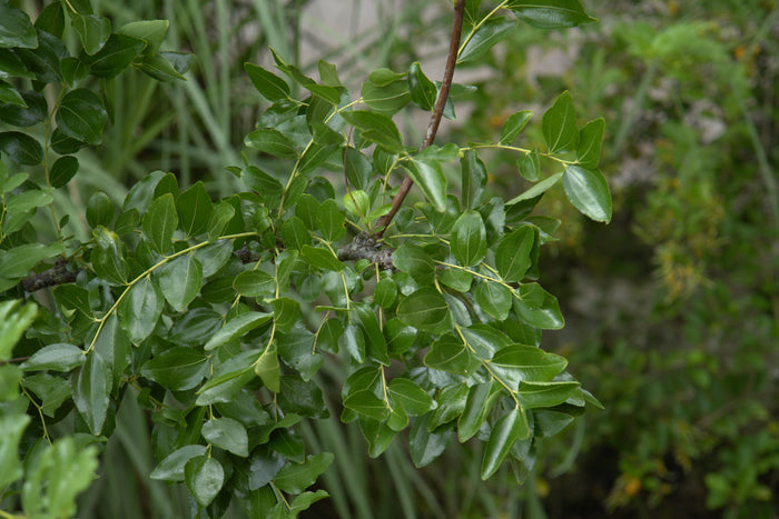 Jujube Chinese Date Ziziphus Jujuba 20 Seeds