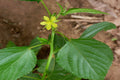 Jute Mallow Corchorus olitorius 100 Seeds