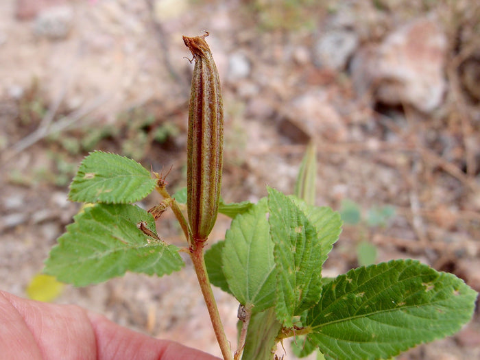 Jute Mallow Corchorus olitorius 100 Seeds