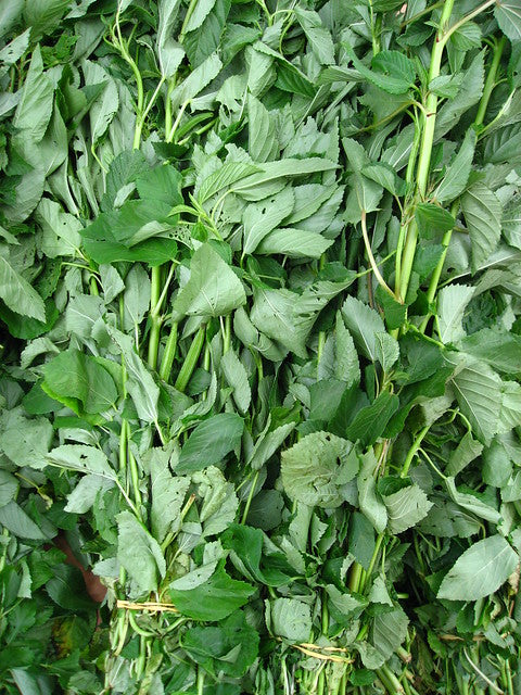 Jute Mallow Corchorus olitorius 100 Seeds