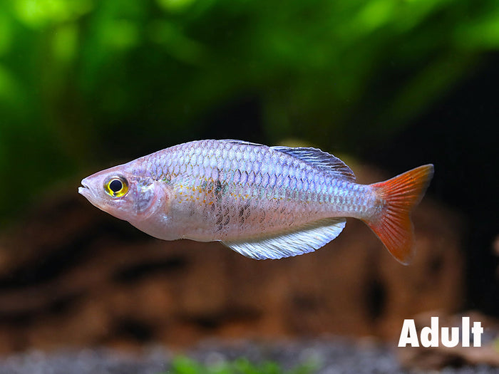 Kali Tawa Rainbowfish (Melanotaenia sp. “Kali Tawa”) – Tank-Bred