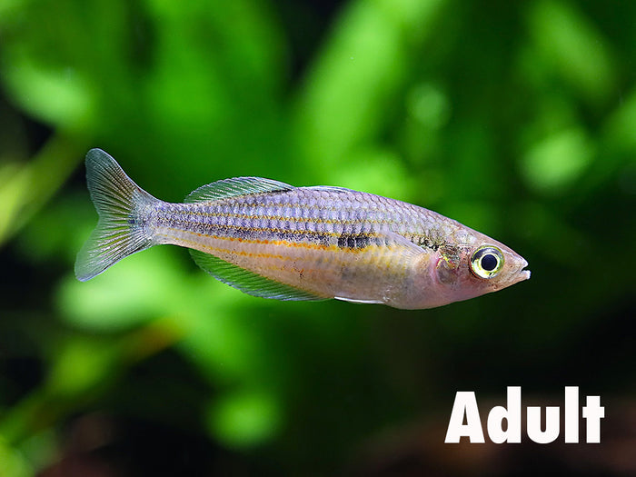 Kali Tawa Rainbowfish (Melanotaenia sp. “Kali Tawa”) – Tank-Bred