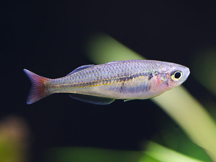 Kali Tawa Rainbowfish (Melanotaenia sp. “Kali Tawa”) – Tank-Bred