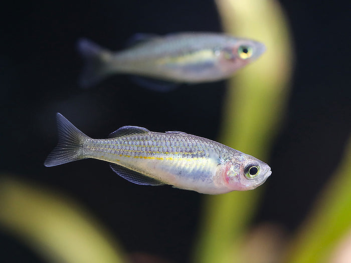 Kali Tawa Rainbowfish (Melanotaenia sp. “Kali Tawa”) – Tank-Bred