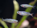 Kali Tawa Rainbowfish (Melanotaenia sp. “Kali Tawa”) – Tank-Bred