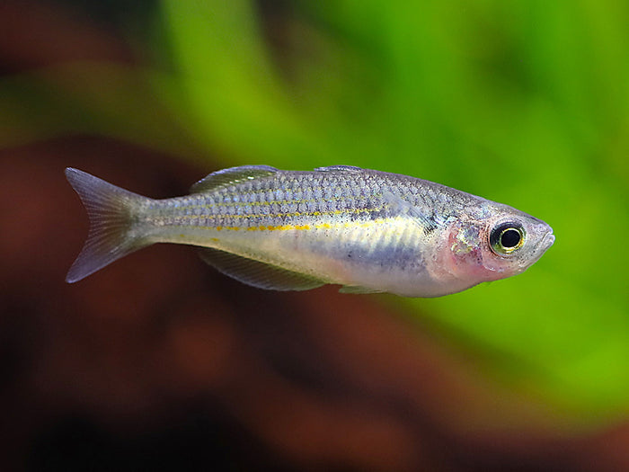 Kali Tawa Rainbowfish (Melanotaenia sp. “Kali Tawa”) – Tank-Bred