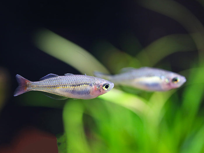 Kali Tawa Rainbowfish (Melanotaenia sp. “Kali Tawa”) – Tank-Bred