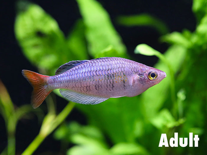 Kali Tawa Rainbowfish (Melanotaenia sp. “Kali Tawa”) – Tank-Bred