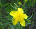 Kalm's St Johns Wort 20 Seeds Hypericum kalmianum
